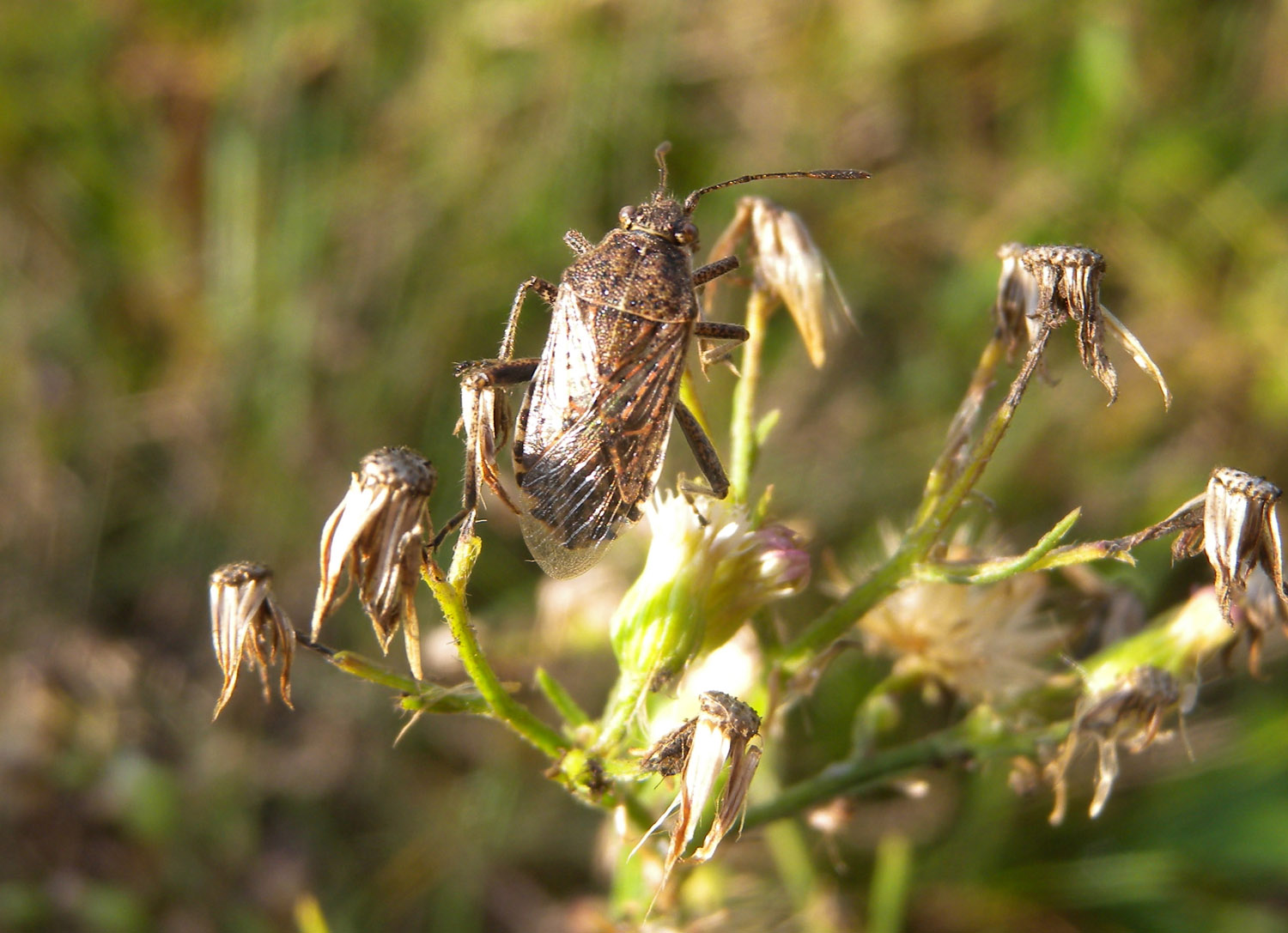 Rhopalidae: Stictopleurus sp. della  (MI)